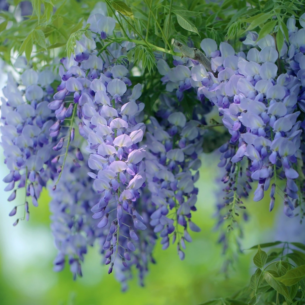 Красивые сиреневые садовые цветы глициния 