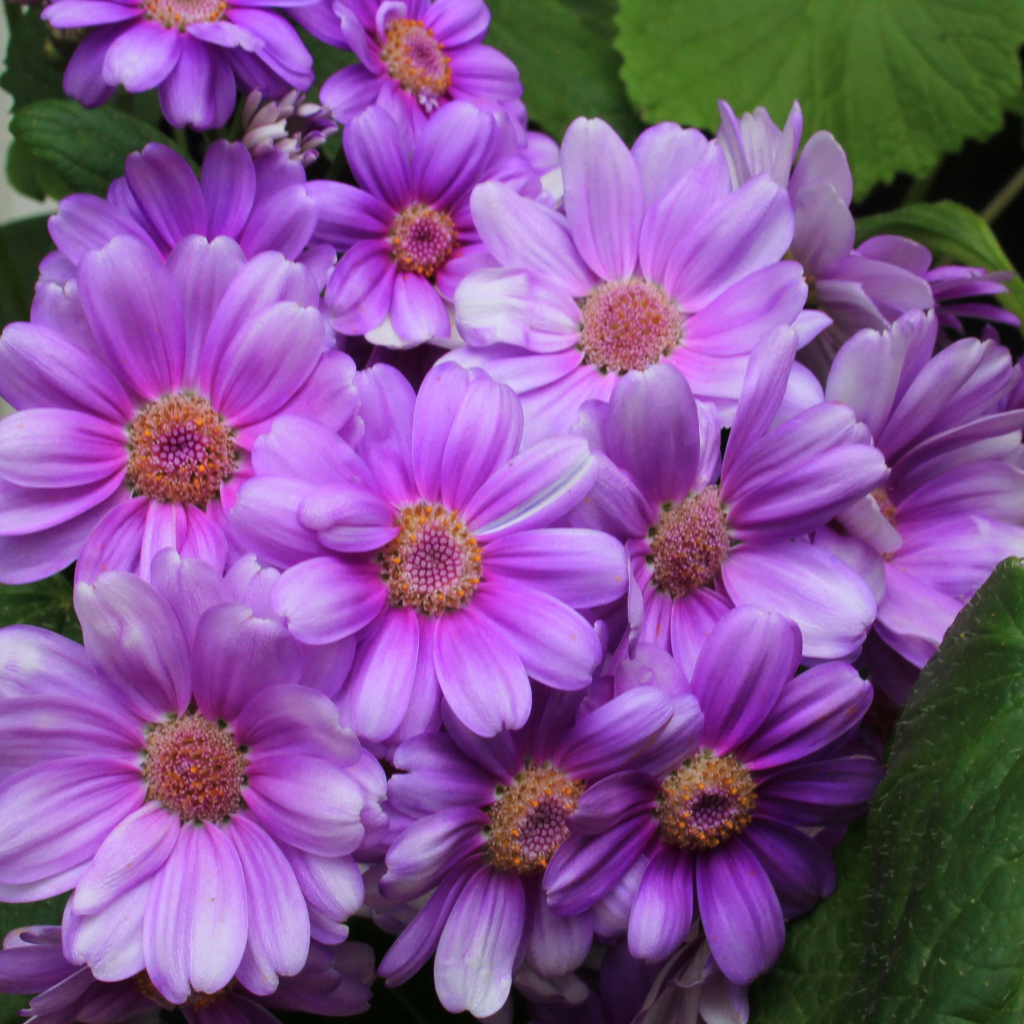 Красивый сиреневый комнатный цветок Цинерария 