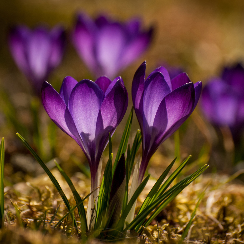 Красивые маленькие фиолетовые крокусы крупным планом
