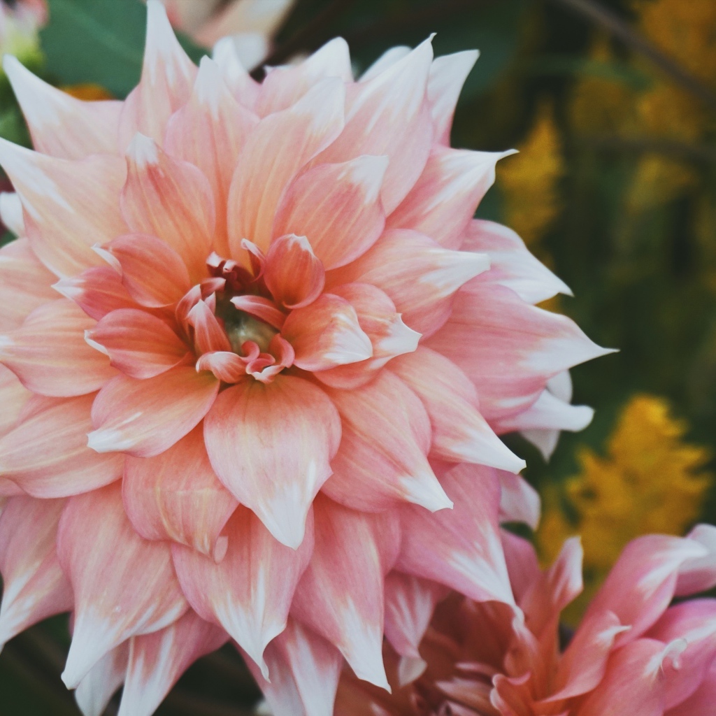 Красивый пышный георгин крупным планом 