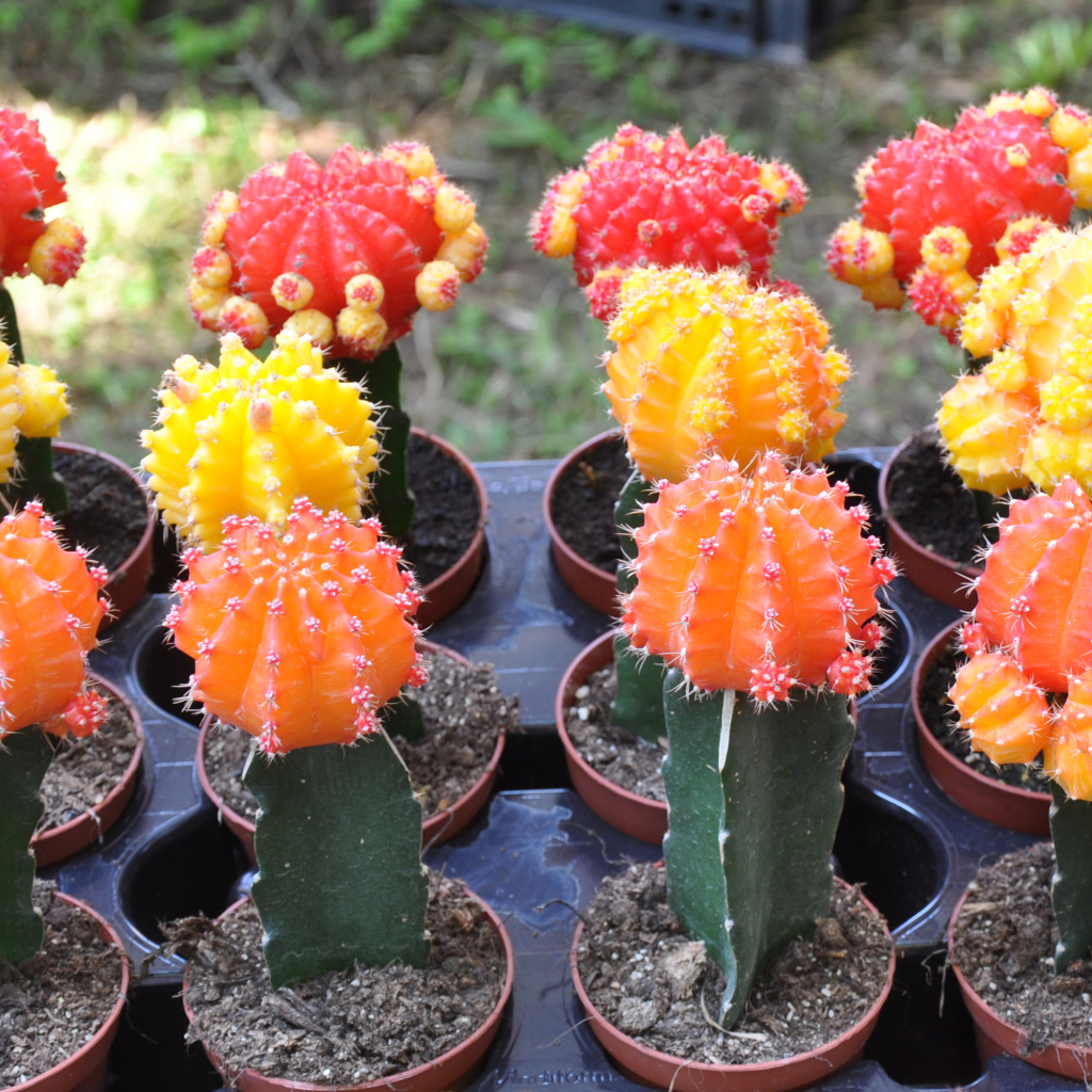 Красивые разноцветные кактусы крупным планом 