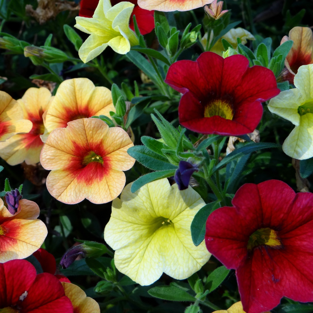 Красивые разноцветные садовые цветы петунии 