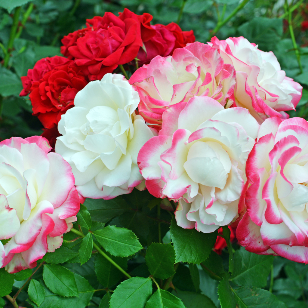 Красивые разноцветные садовые розы на клумбе 