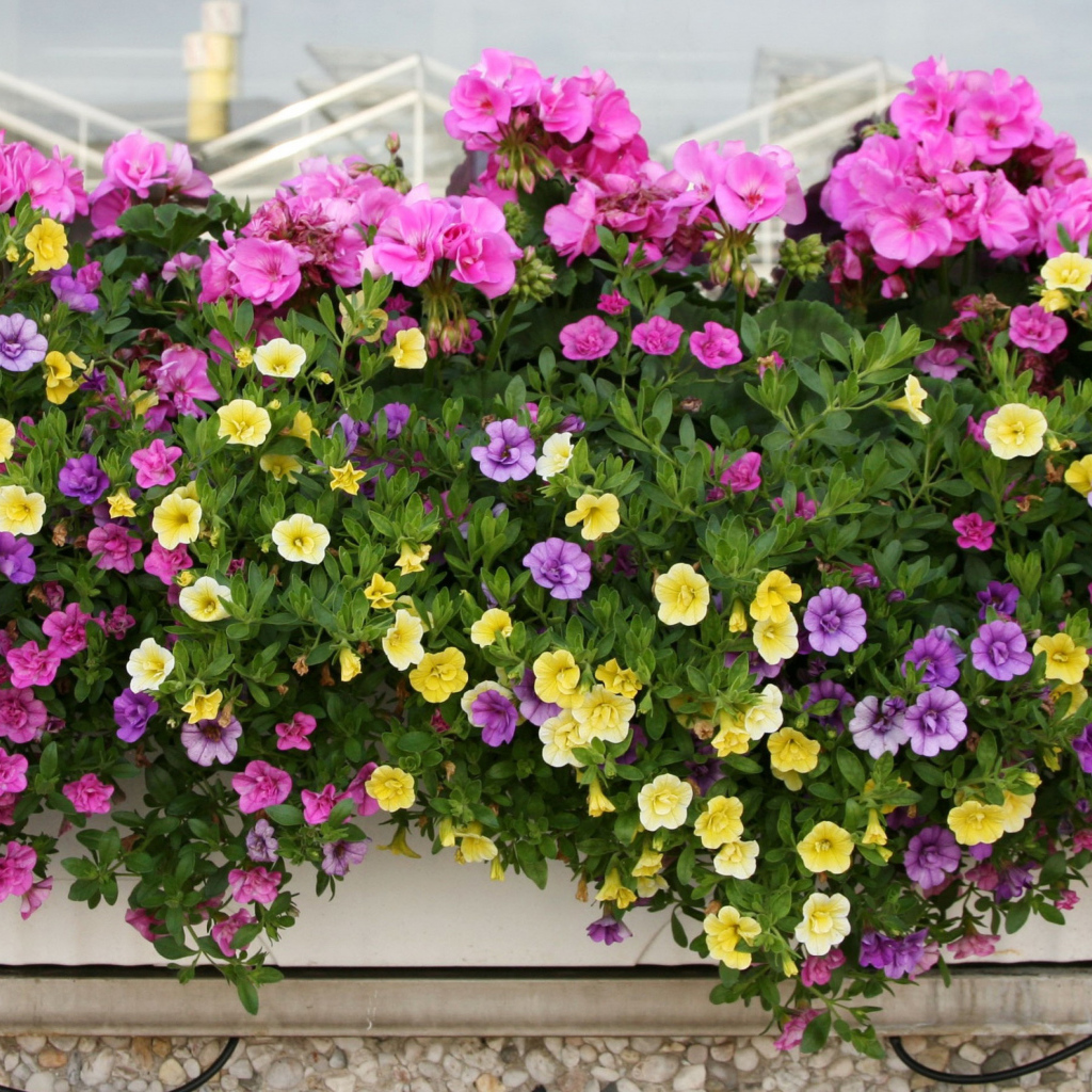 Красивые разноцветные петунии в горшках на балконе