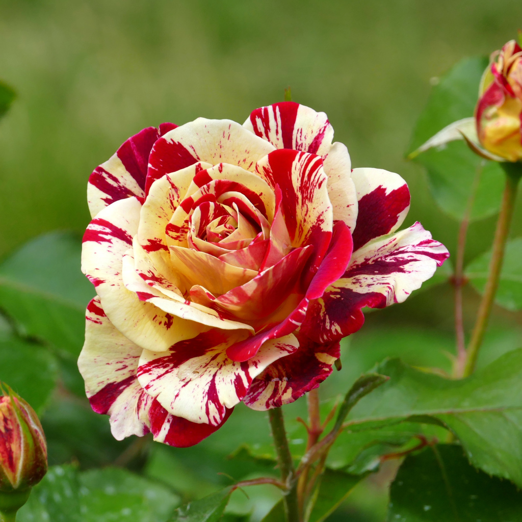 Красивая разноцветная роза с бутонами крупным планом