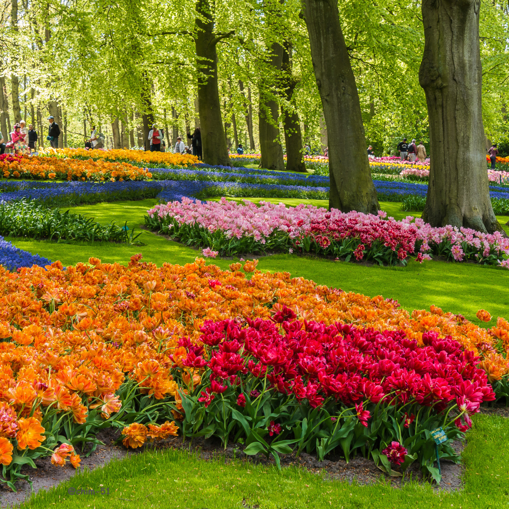 Красивые разноцветные тюльпаны в ботаническом саду