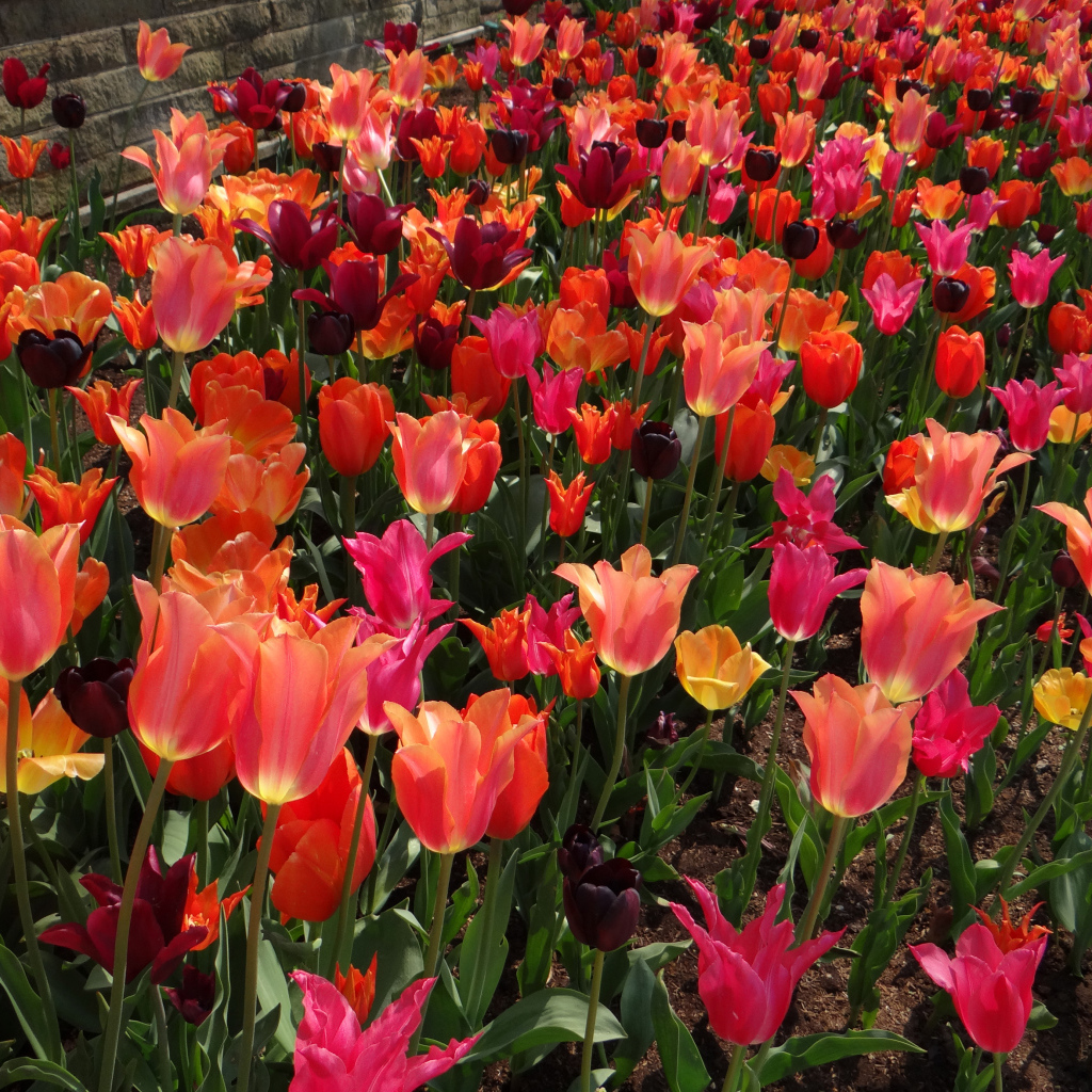 Красивые разноцветные тюльпаны на клумбе вблизи