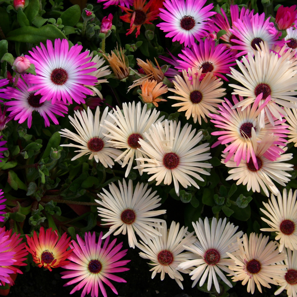 Красивые разноцветные цветы Мезембриантемум