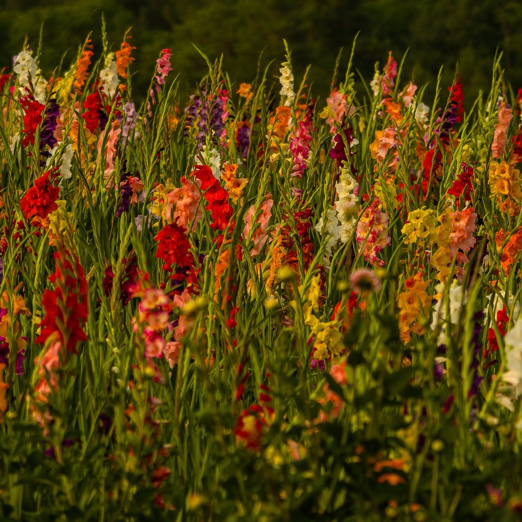 Красивые разноцветные гладиолусы в поле
