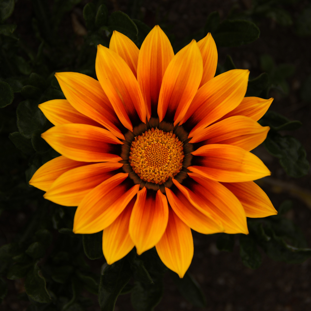 Красивый оранжевый цветок Газания 