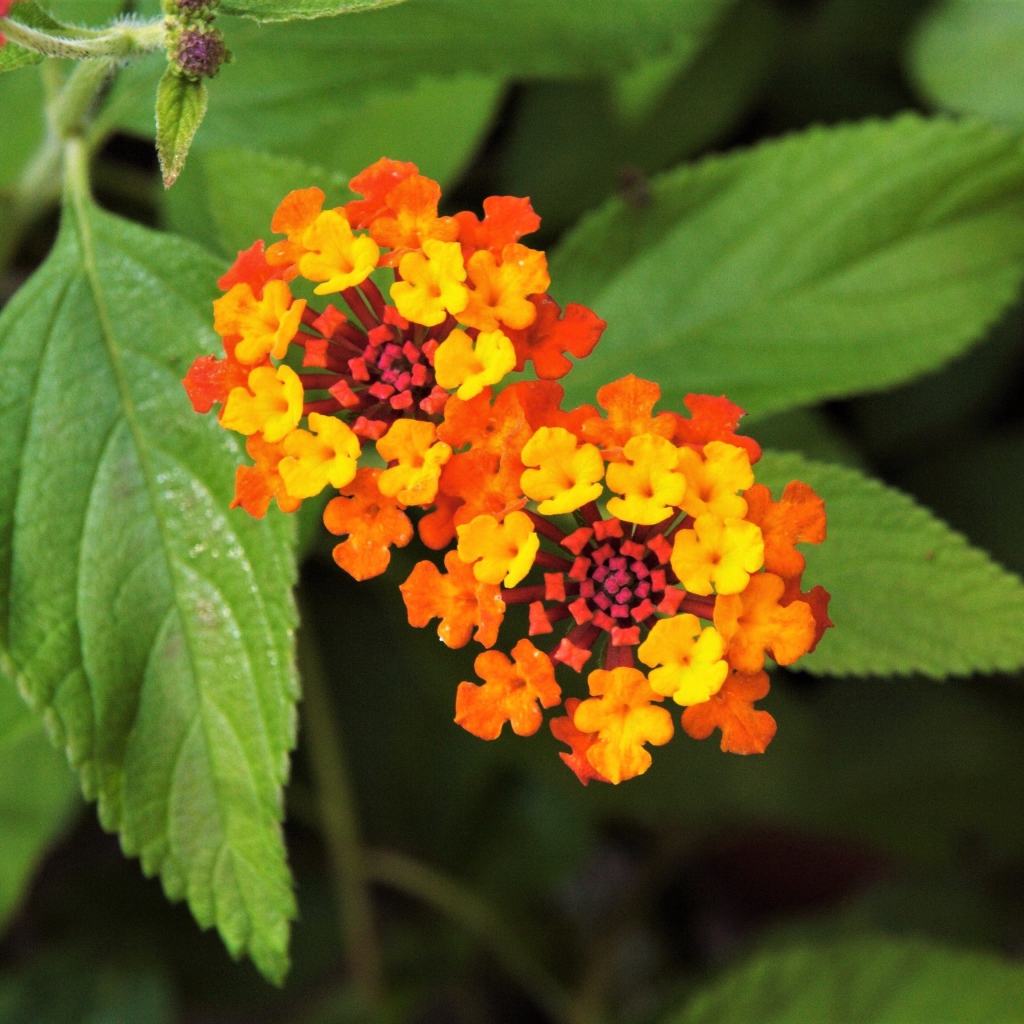 Красивый оранжевый цветок Лантана сводчатая