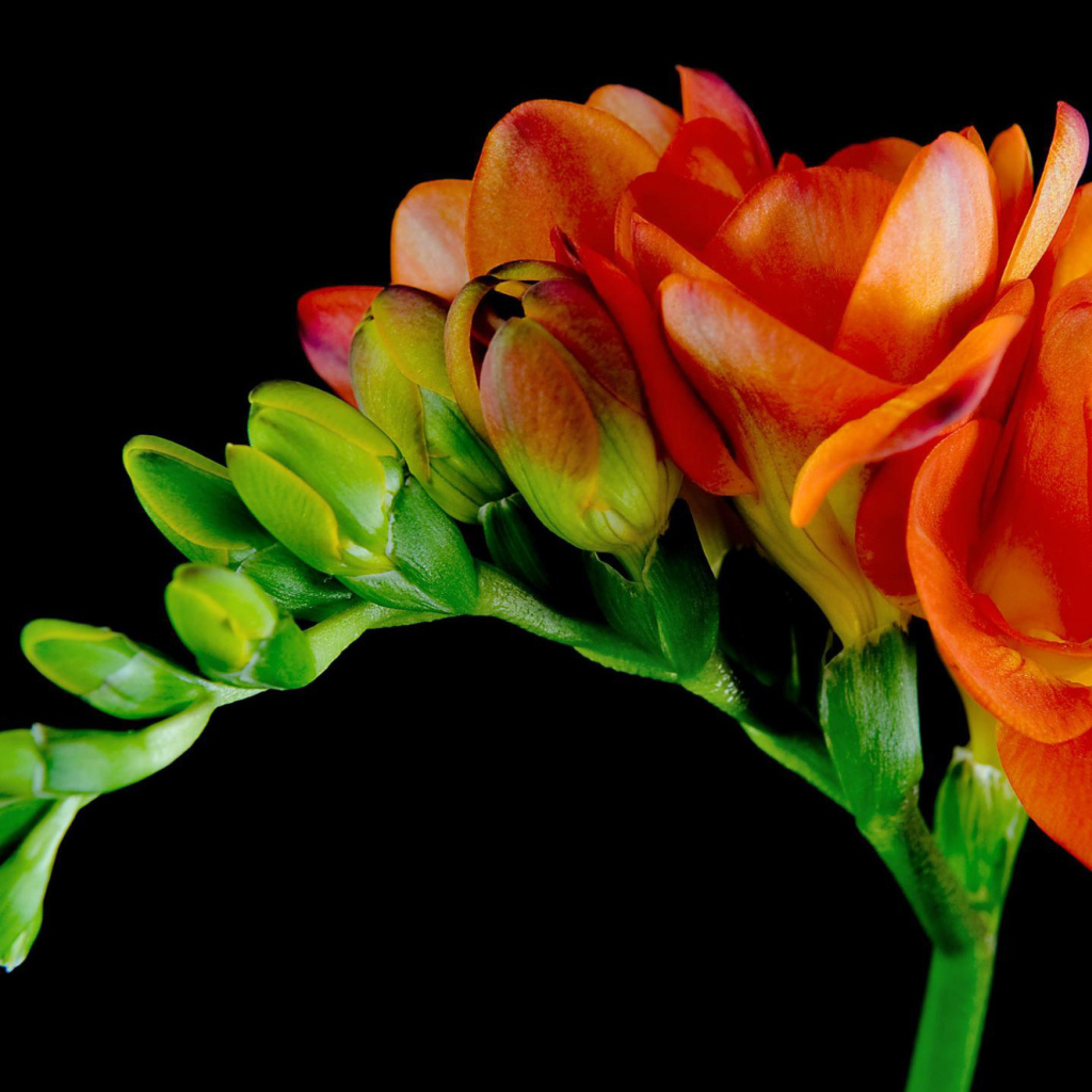 Красивые оранжевые цветы Фрезия 