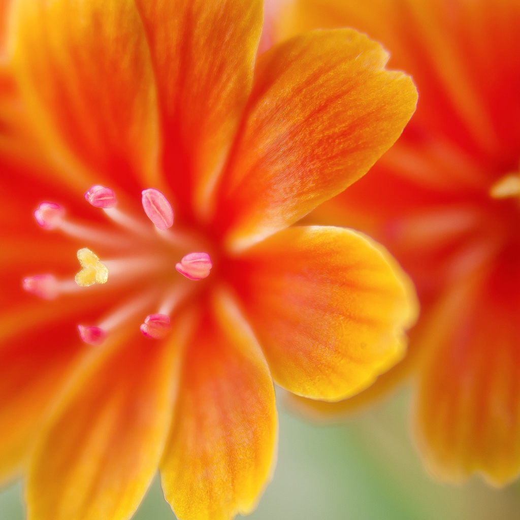 Красивые оранжевые цветы левизия 