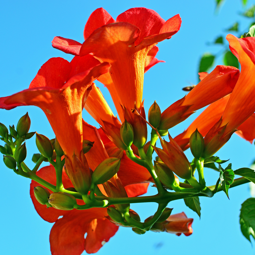 Красивые оранжевые цветы кампсис на голубом фоне