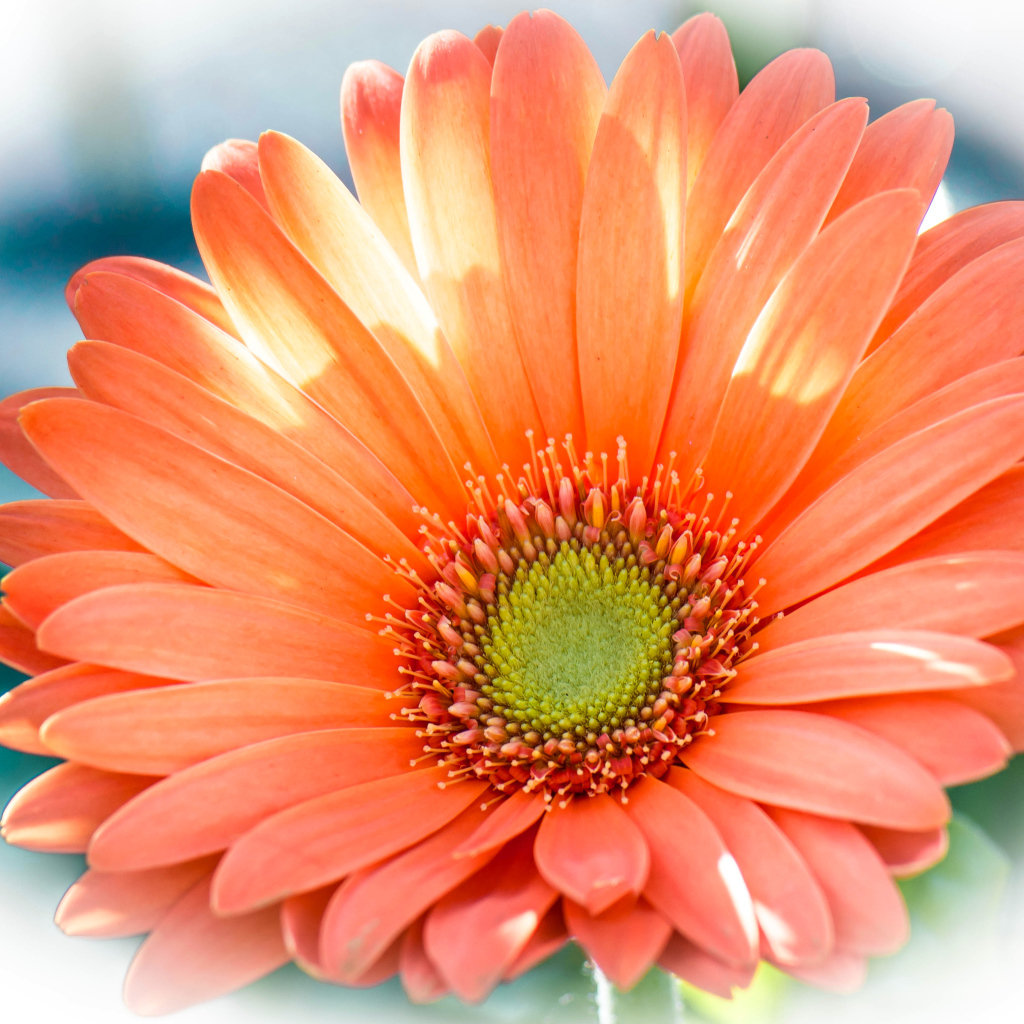 Красивый оранжевый цветок гербера крупным планом 