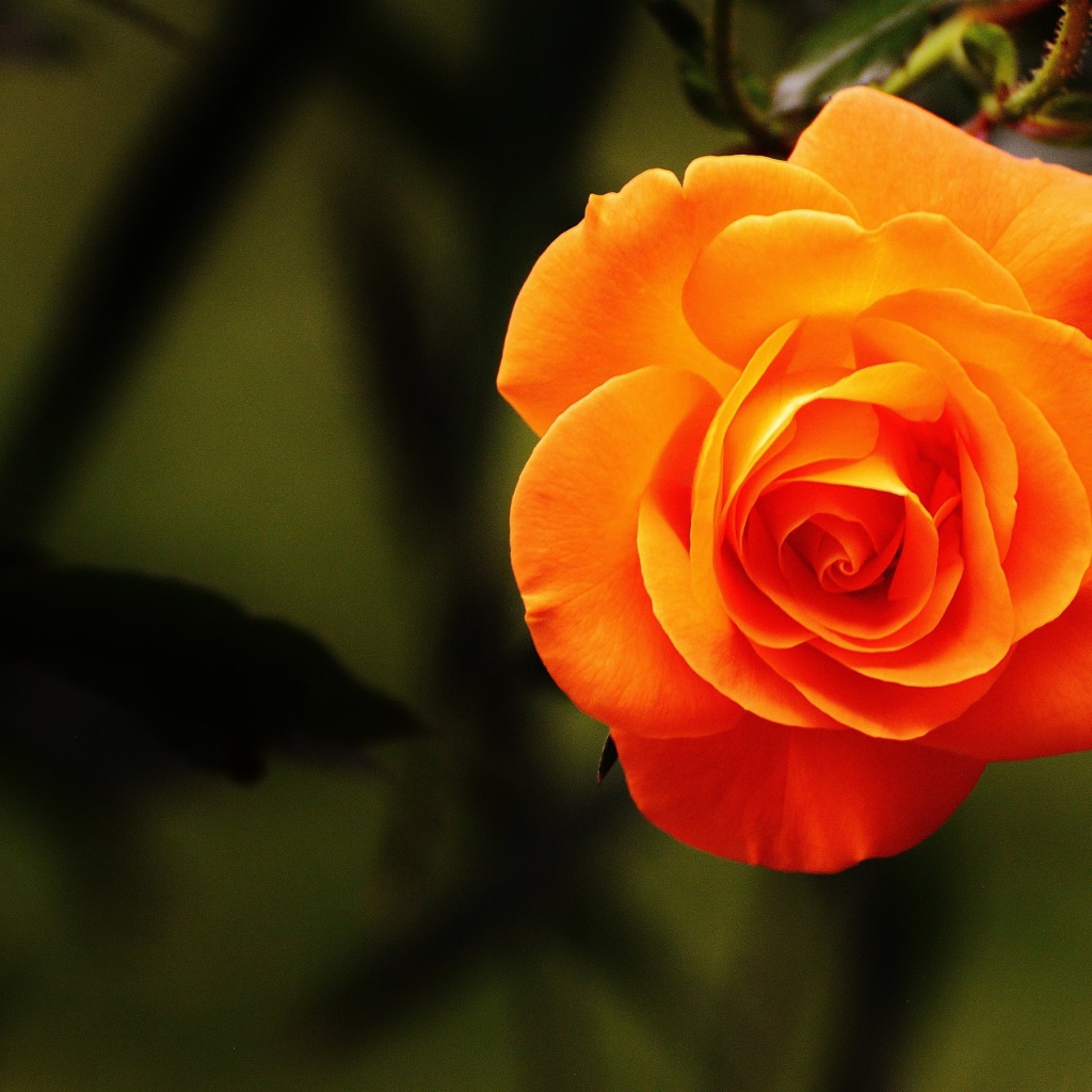 Красивая оранжевая роза крупным планом