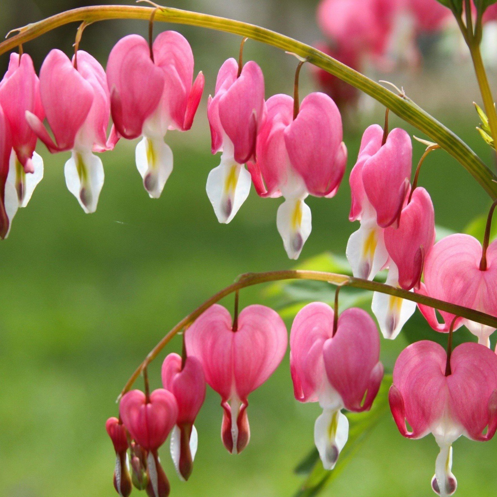 Красивые розовые с белым цветы дицентра