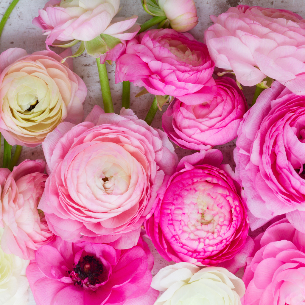 Красивые розовые цветы лютики крупным планом