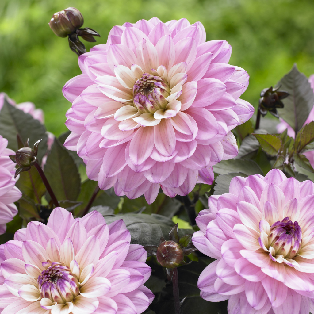 Красивые розовые георгины крупным планом