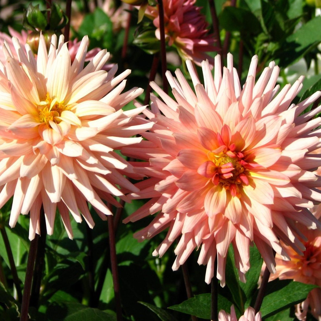 Красивые розовые георгины в лучах солнца на клумбе