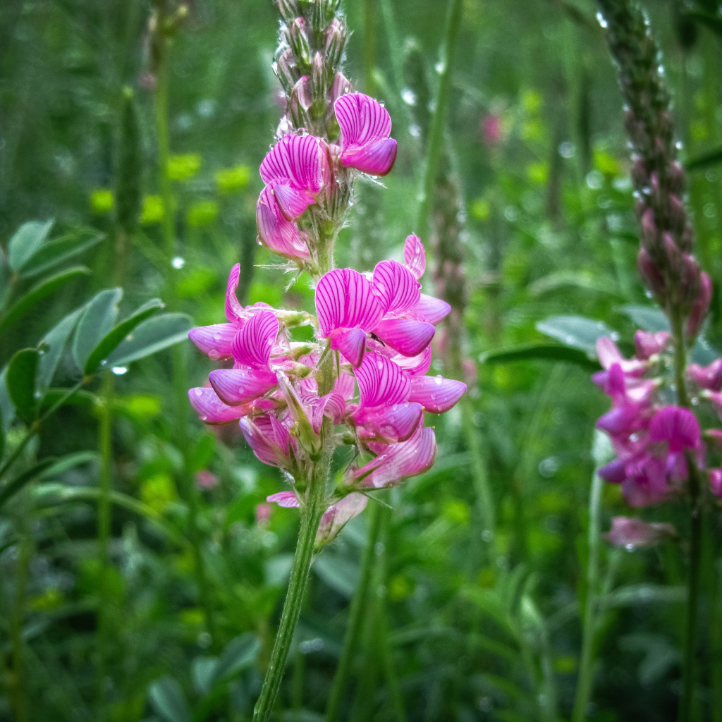 Красивый полевой розовый цветок в каплях росы