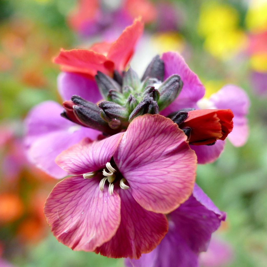 Красивый розовый садовый цветок крупным планом