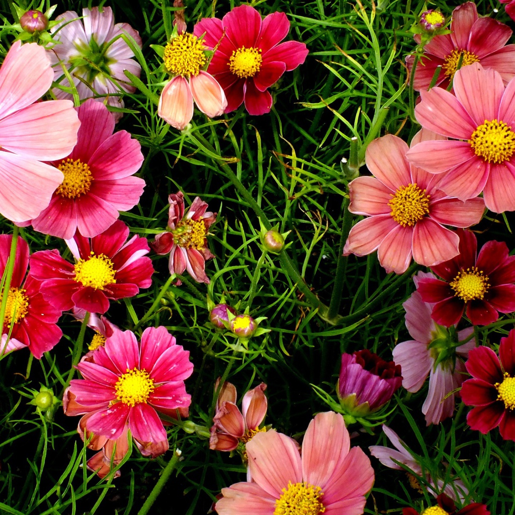 Красивые розовые садовые цветы космея 