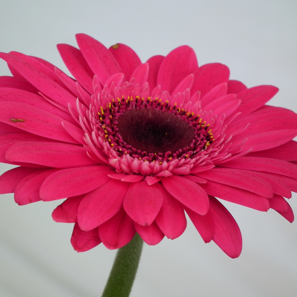 Красивый розовый цветок гербера крупным планом 