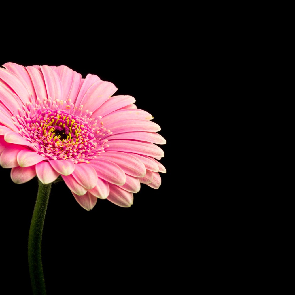 Красивая розовая гербера на черном фоне