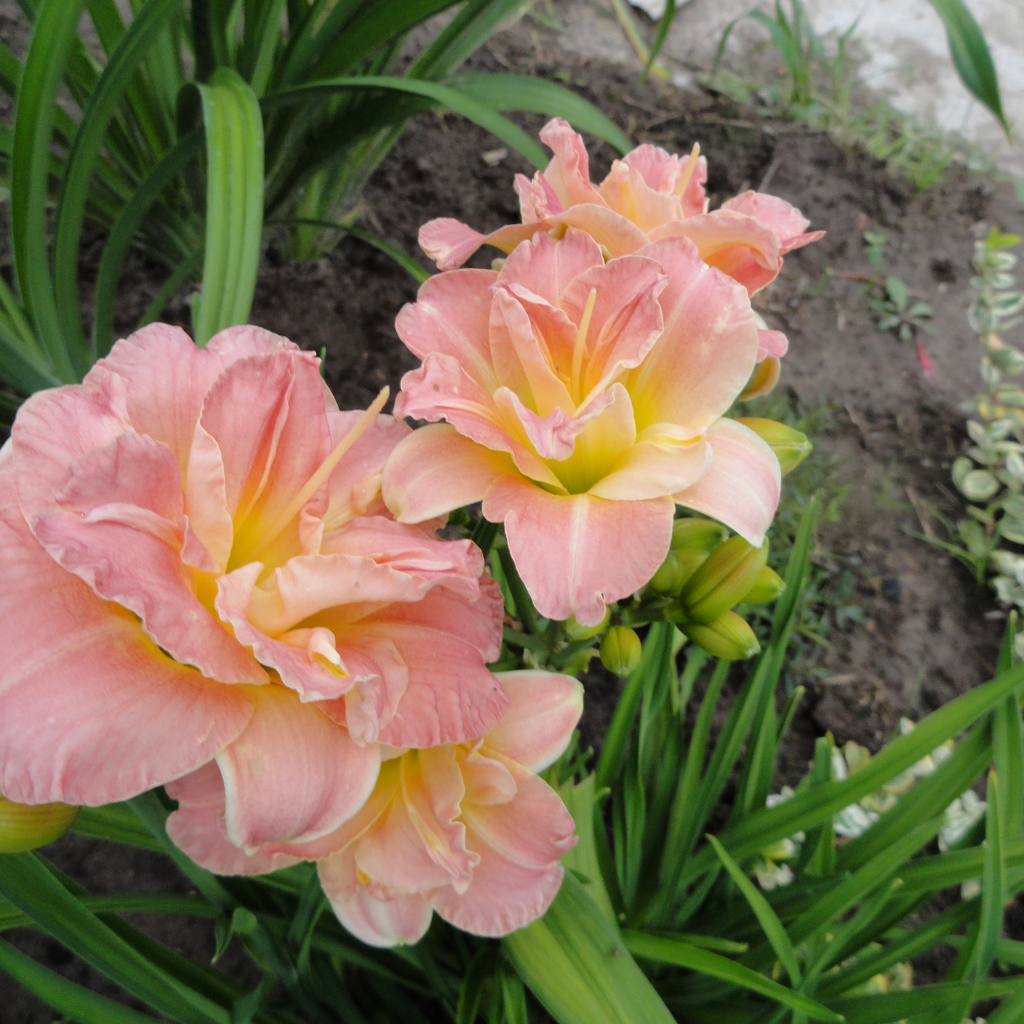 Красивые розовые лилии на клумбе