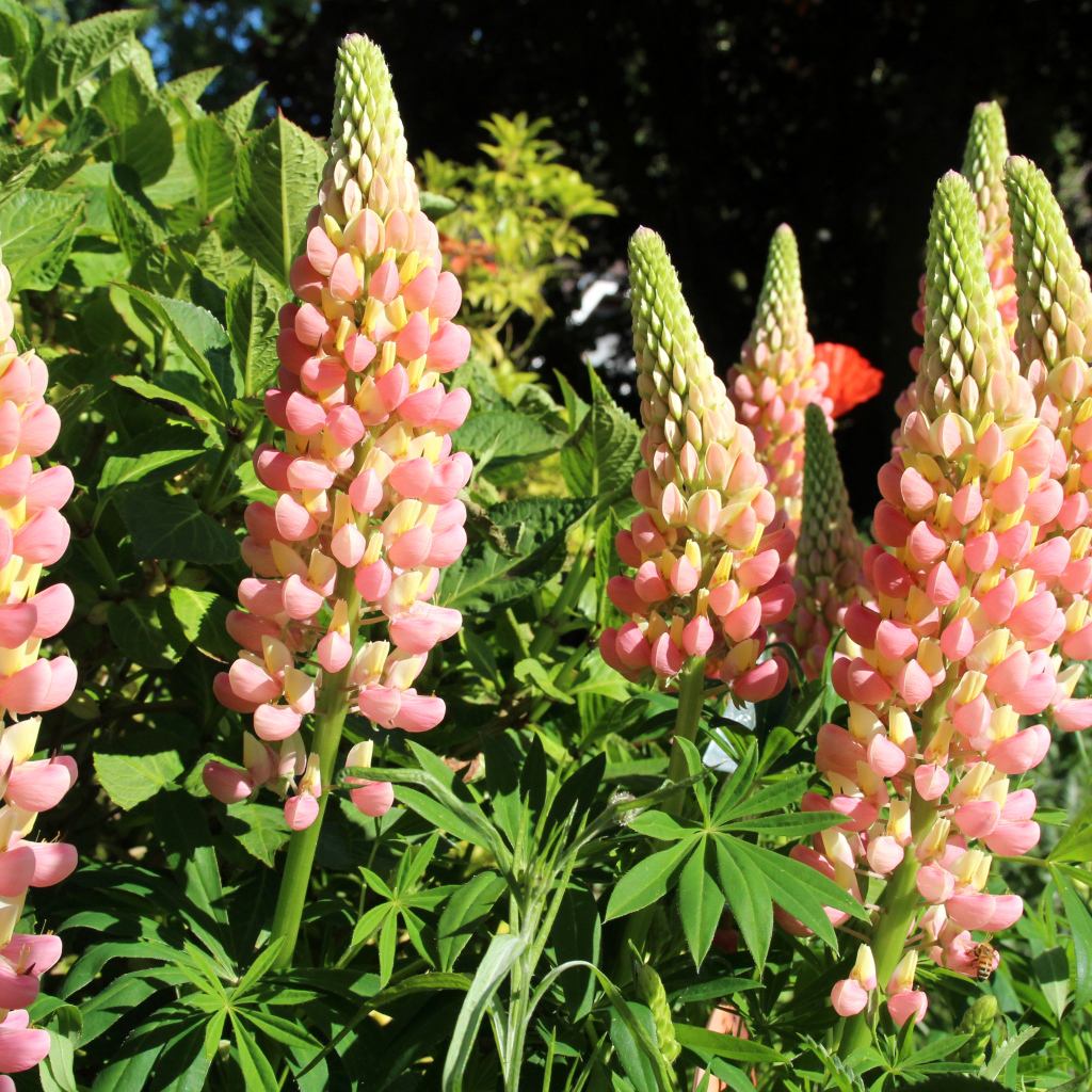 Красивые розовые люпины крупным планом