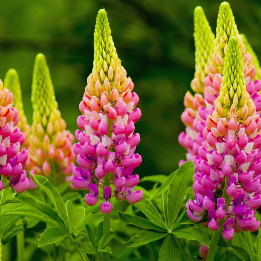 Красивые розовые люпины на клумбе 