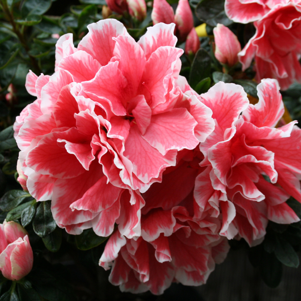 Красивый розовый цветок рододендрон 