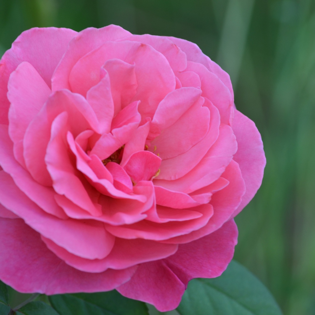 Красивая розовая роза крупным планом 