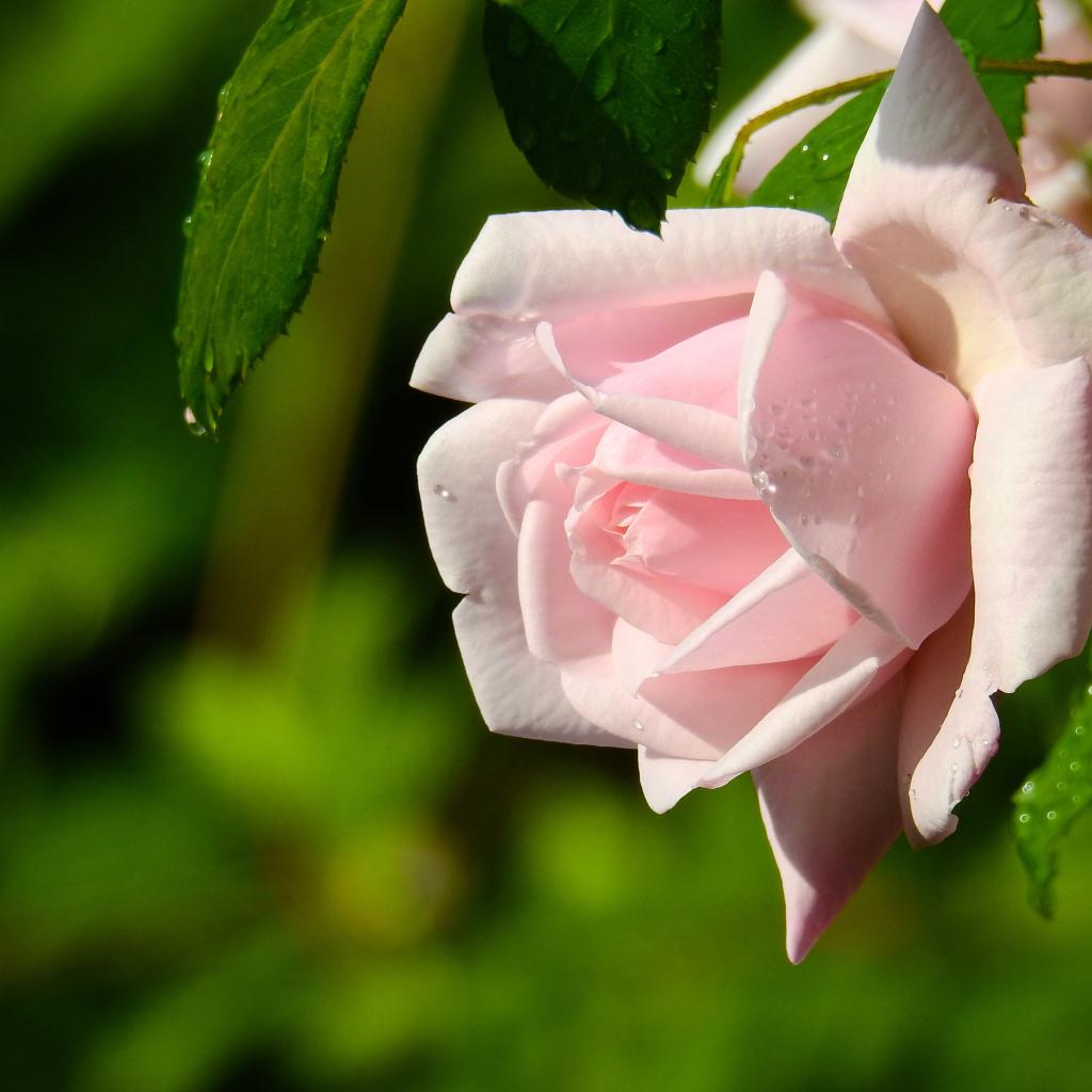 Красивая розовая роза в каплях росы крупным планом