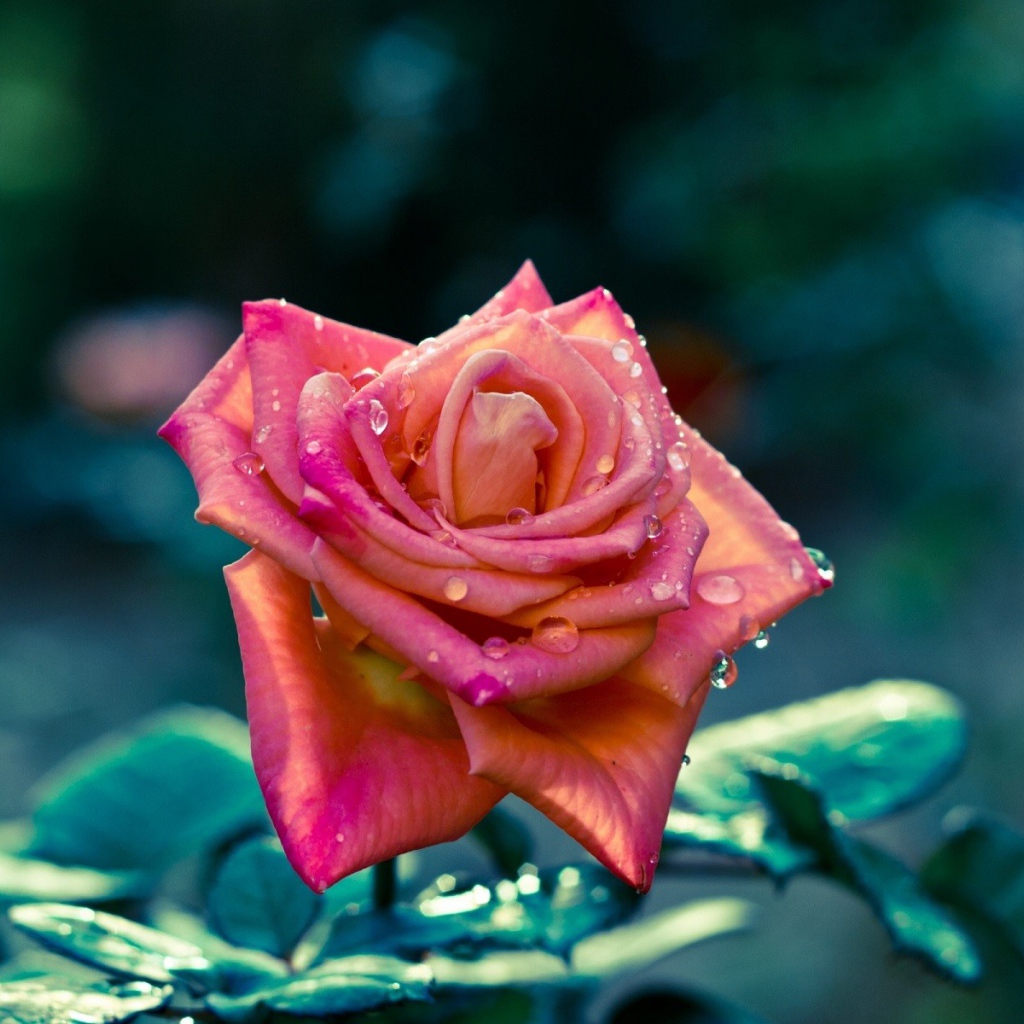 Красивая розовая роза в каплях росы 