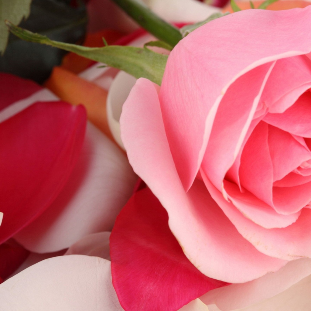 Красивая розовая роза лежит на лепестках 