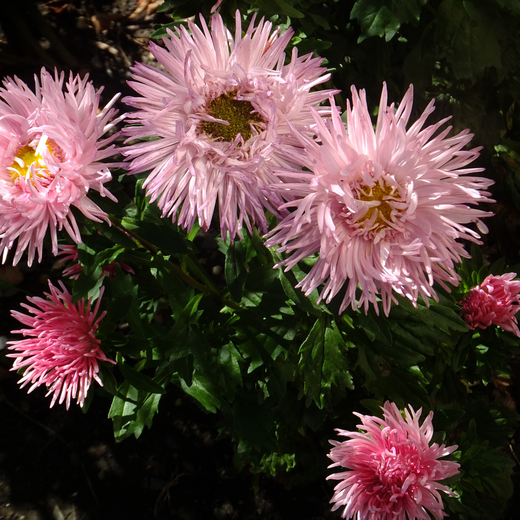 Красивые розовые розы на клумбе крупным планом