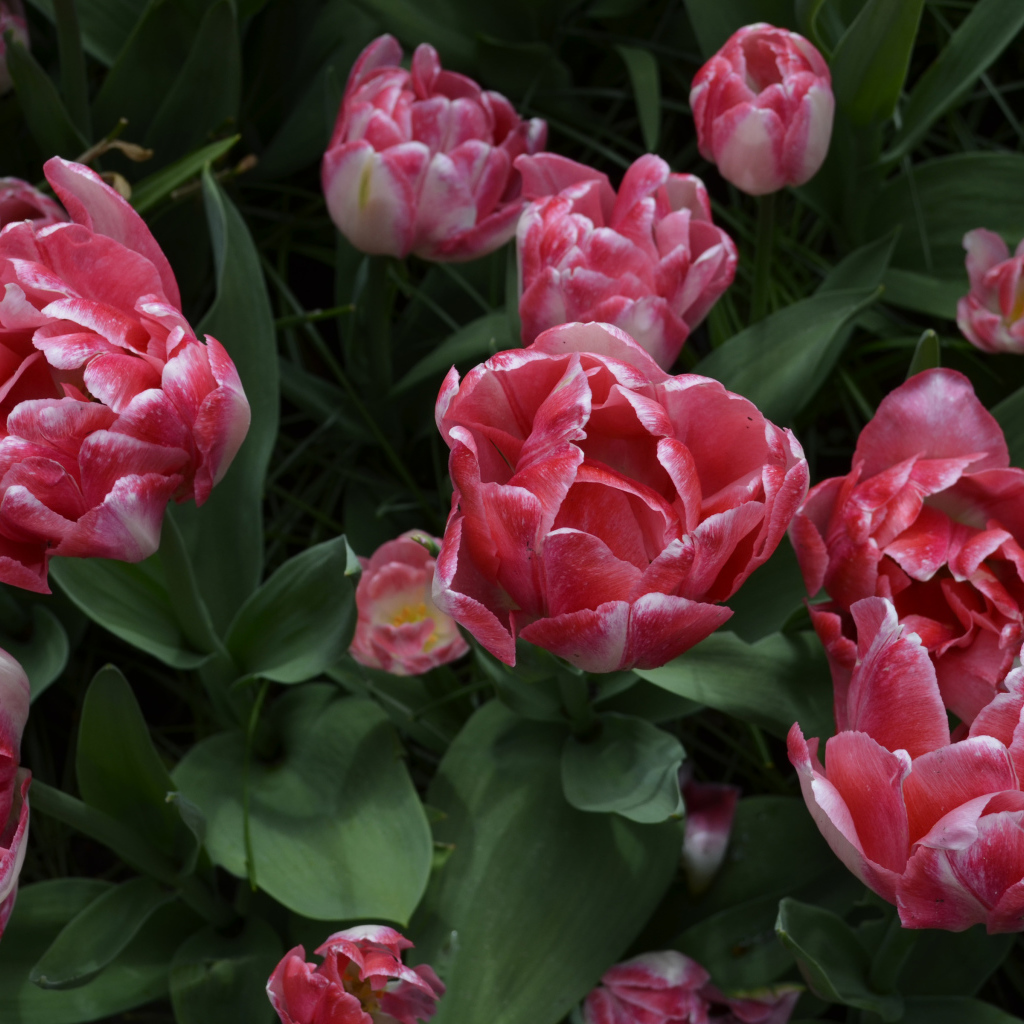 Красивые розовые тюльпаны вид сверху