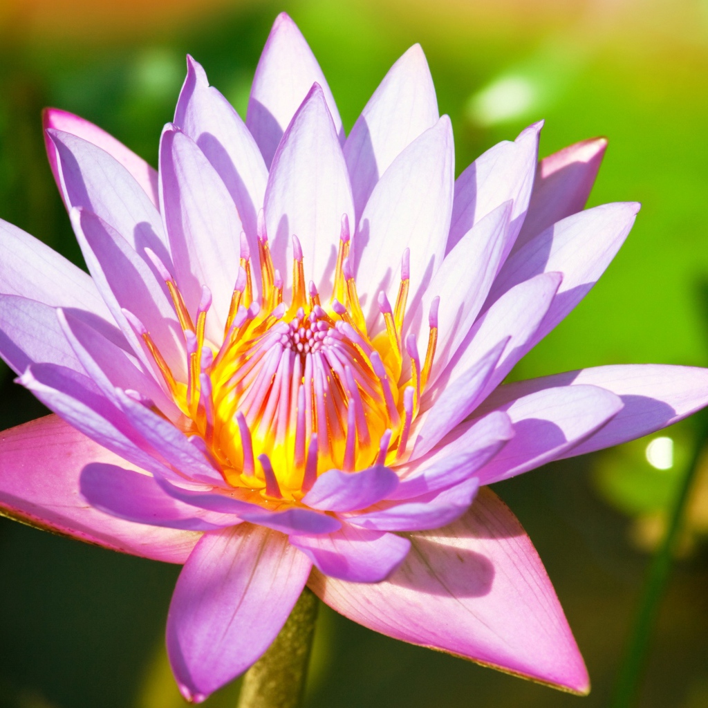 Красивый розовый цветок  водяной лилии крупным планом