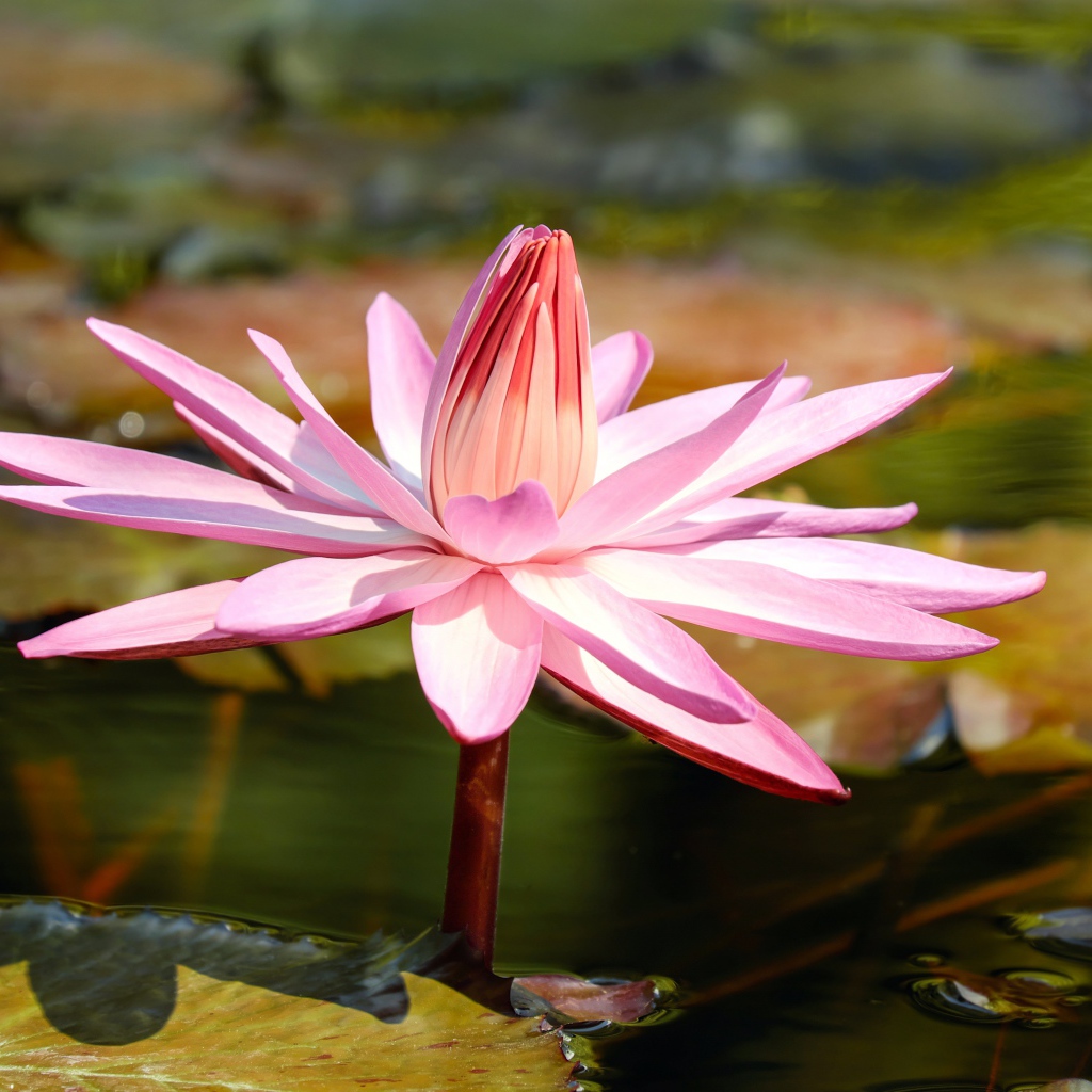 Красивая розовая водяная лилия в пруду