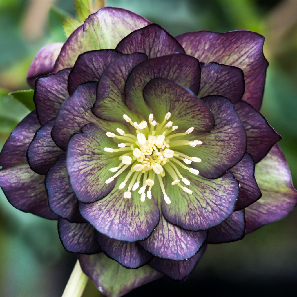 Красивый фиолетовый цветок морозник крупным планом 