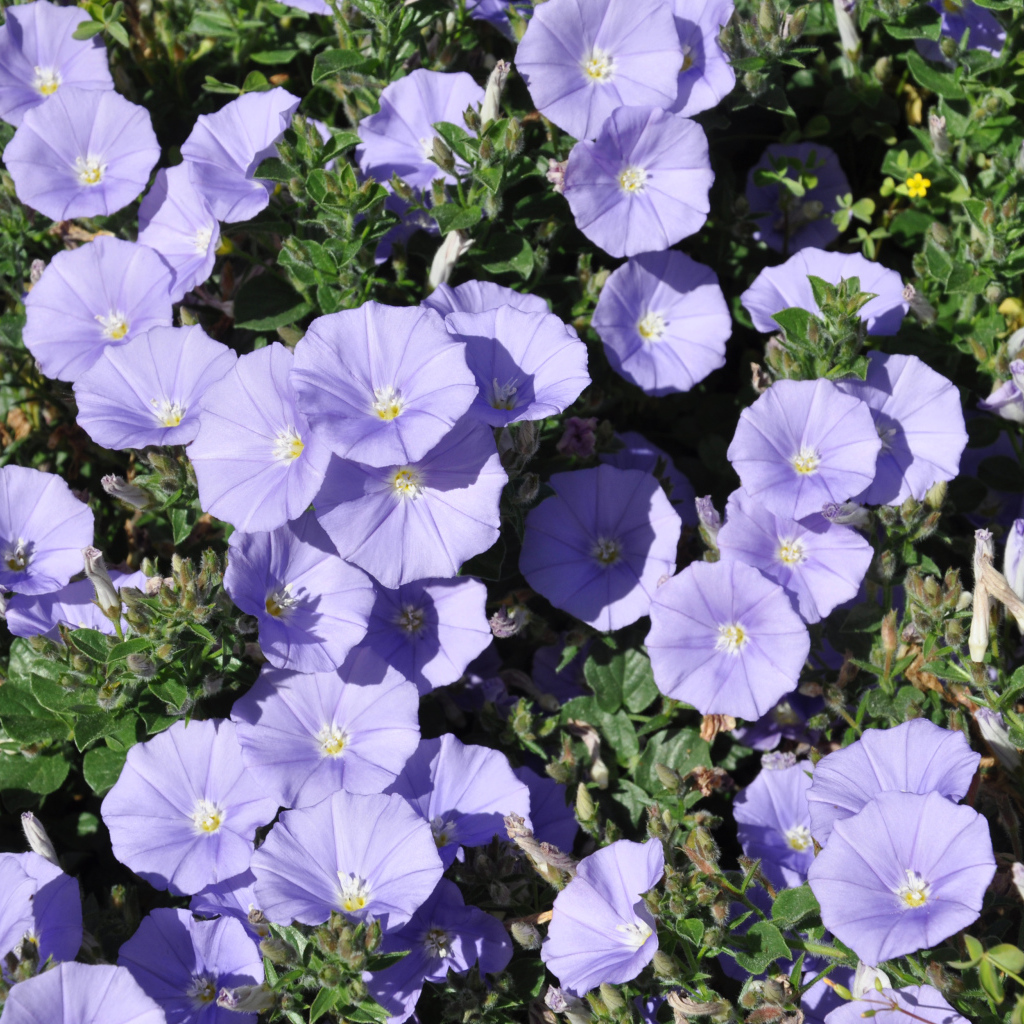 Красивые фиолетовые цветы петуния в саду