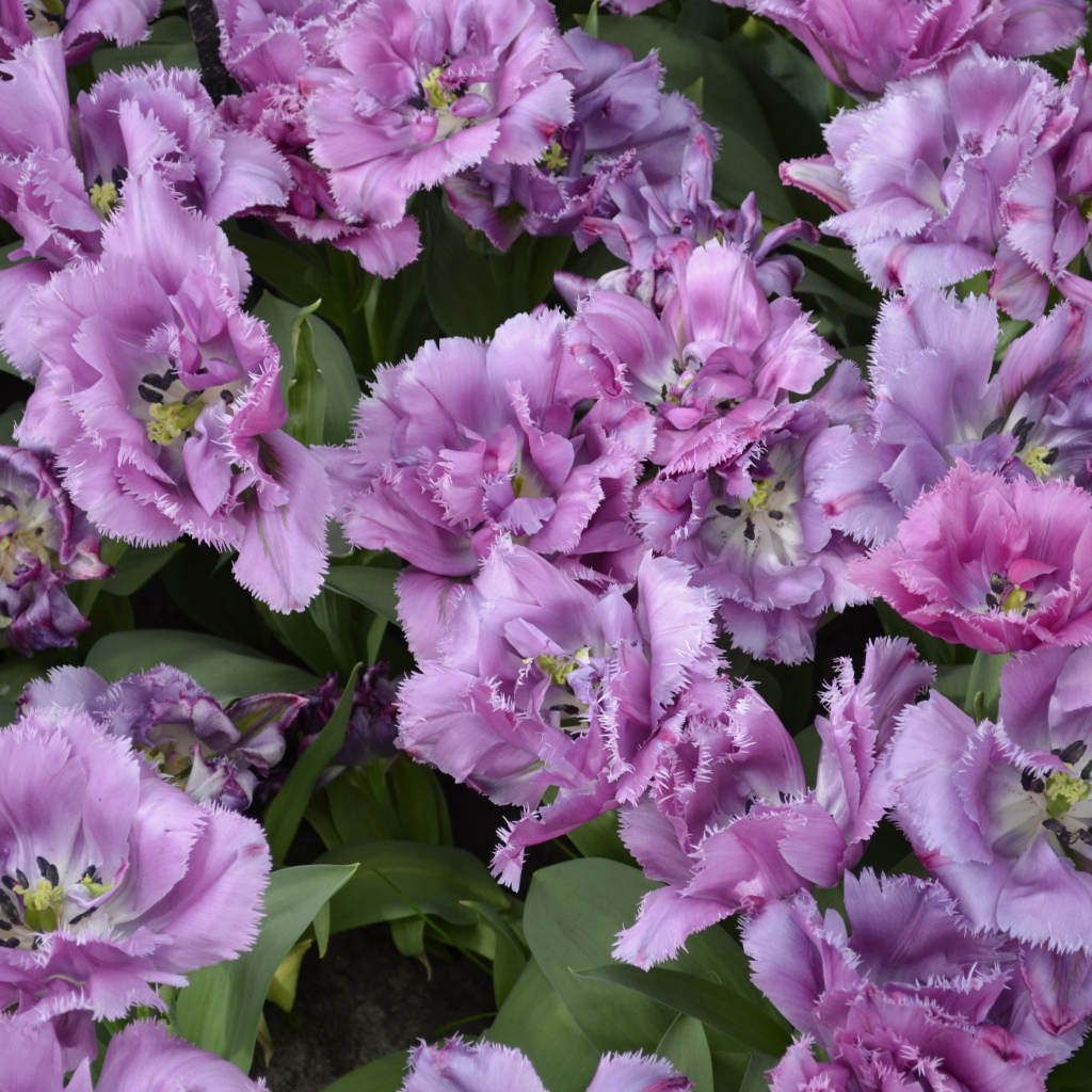 Красивые фиолетовые цветы тюльпаны крупным планом