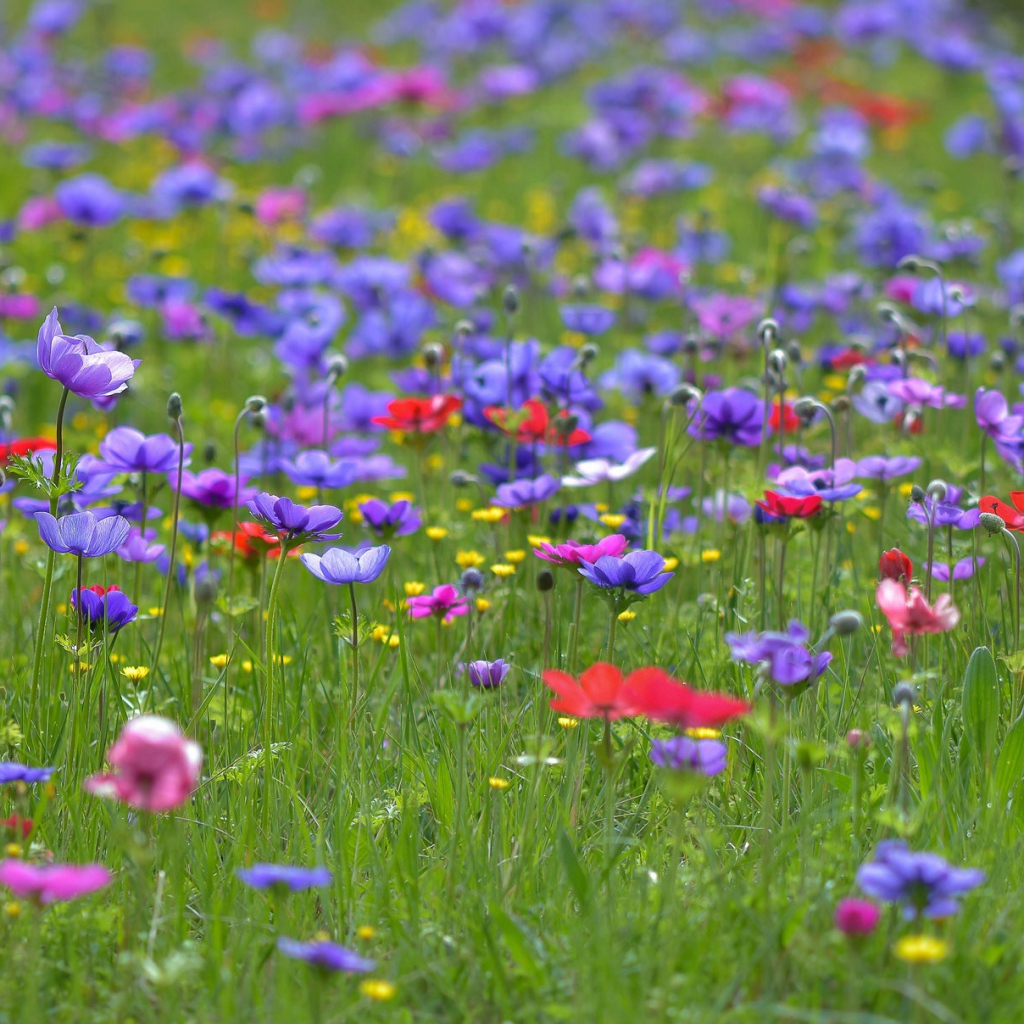 Красивые фиолетовые полевые цветы летом 