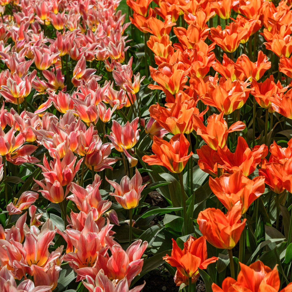 Красивые красные и розовые тюльпаны на клумбе 