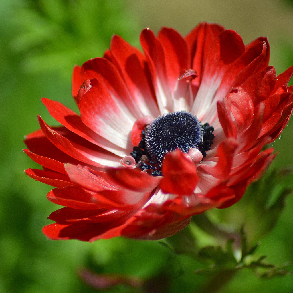 Красивый красный цветок Анемона крупным планом 