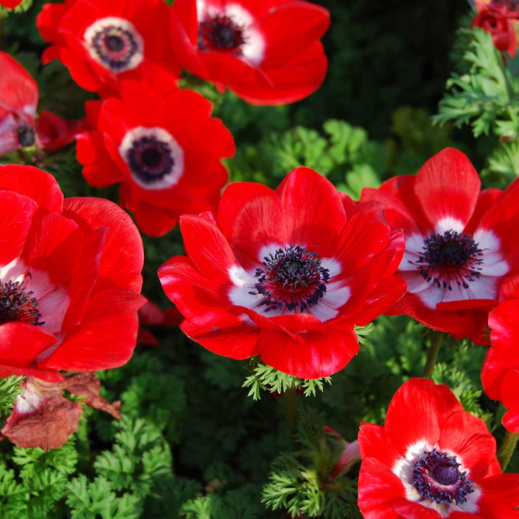 Красивые красные цветы Анемоны на клумбе