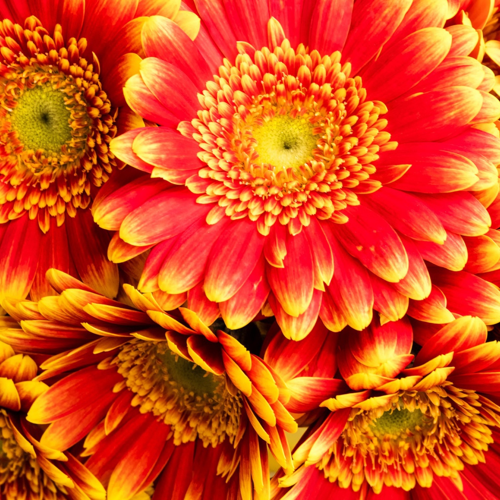 Красивые красные герберы 