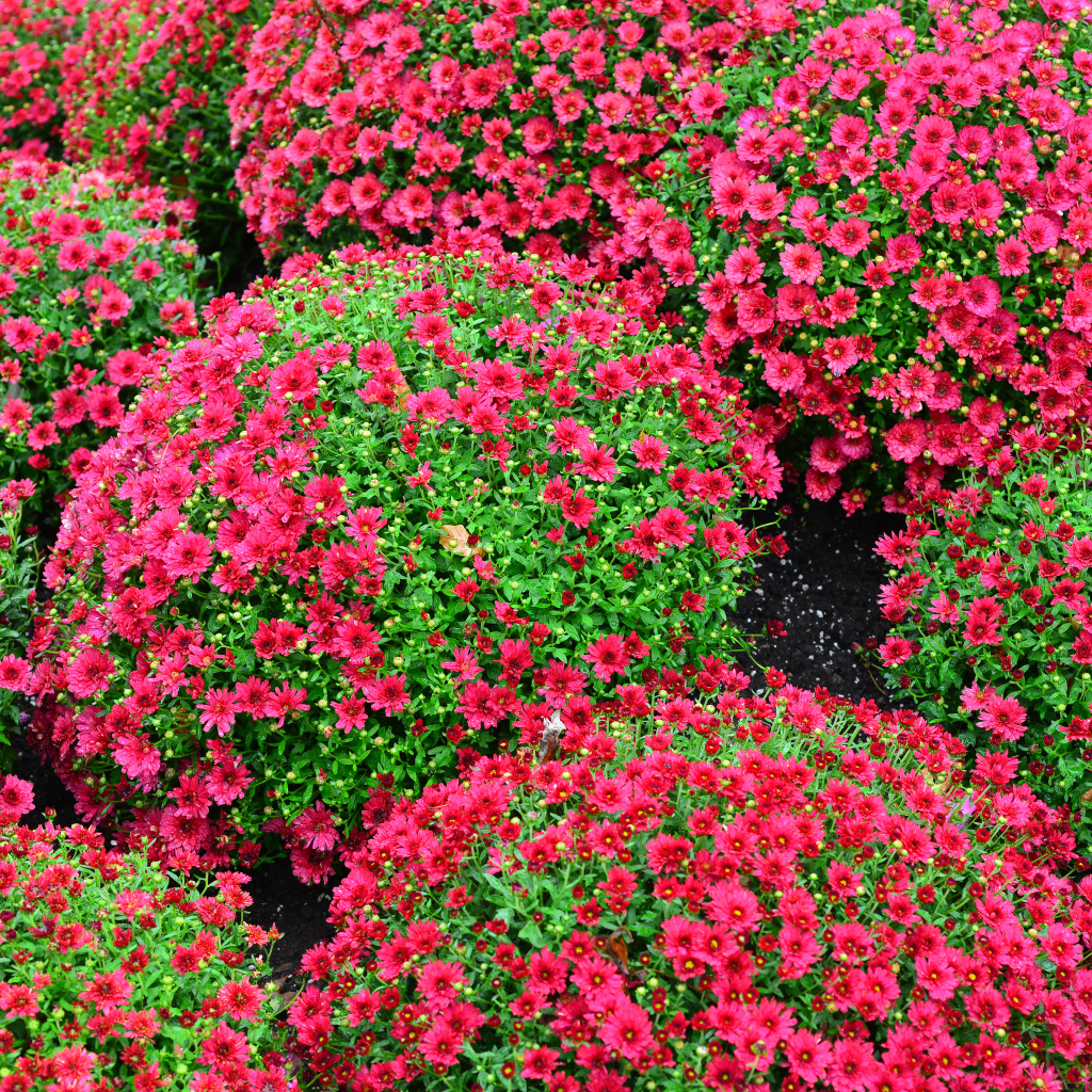 Красивые красные шаровидные хризантемы на клумбе